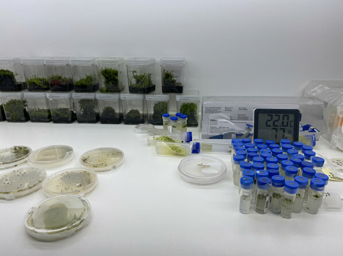 Propagación in vitro
